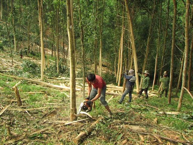 BÁN ĐẤU GIÁ TÀI SẢN KHAI THÁC RỪNG TRỒNG - BAN QUẢN LÝ RỪNG PHÒNG HỘ SƠN HOÀ